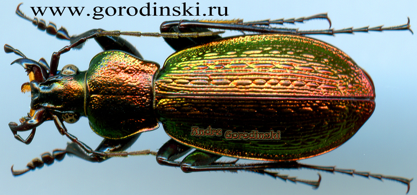 http://www.gorodinski.ru/carabus/Sphodristocarabus armeniacus laevilineatus.jpg